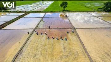 تأثير الطقس القاسي يضرب إنتاج الأرز والذرة في إندونيسيا ويزيد خسائر المزارعين